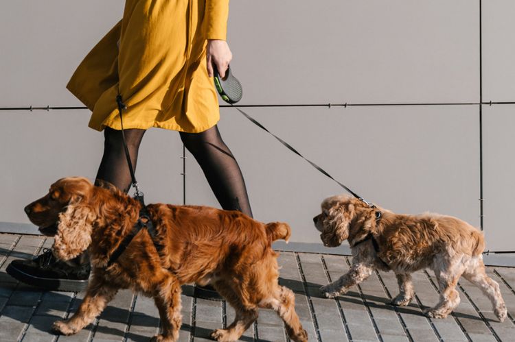 Dog Walker