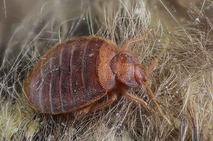 Get Rid of Bed Bugs