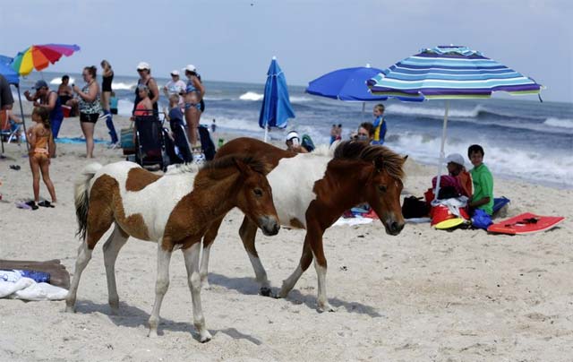 Ocean City Wildlife