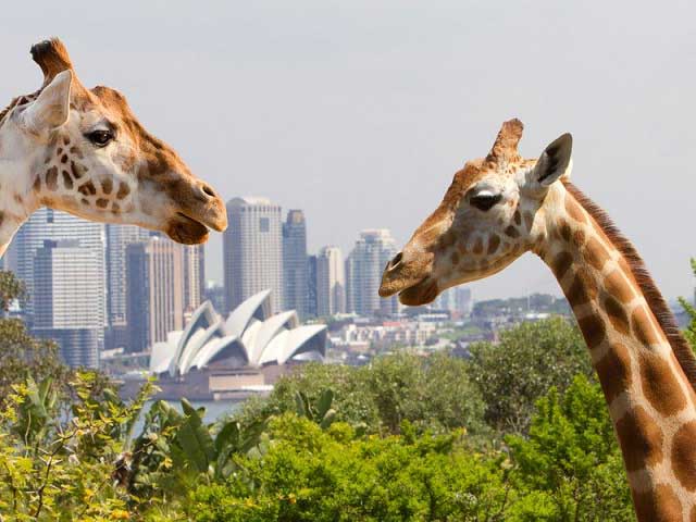Taronga-Zoo-Sydney