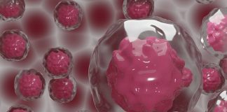 stem cells