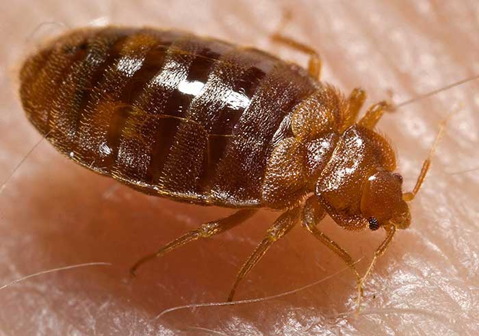 get rid of bedbugs