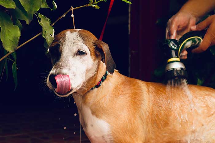 Give Your Pet a Bath