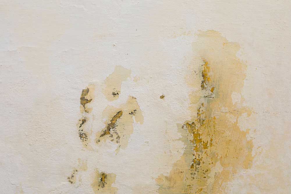 Mold Growth after Water Damage