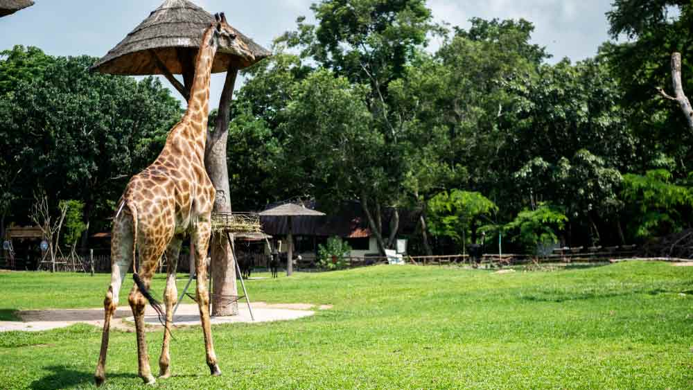Visit Honolulu Zoo