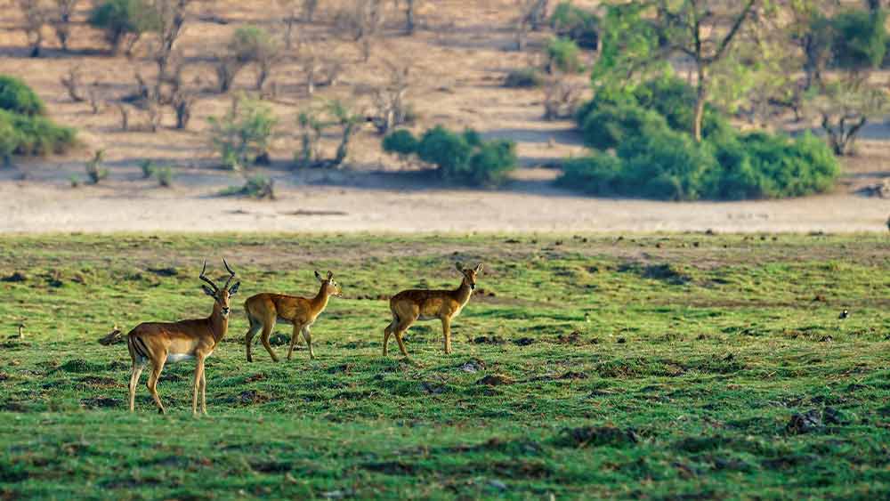 Boma National Park, South Sudan