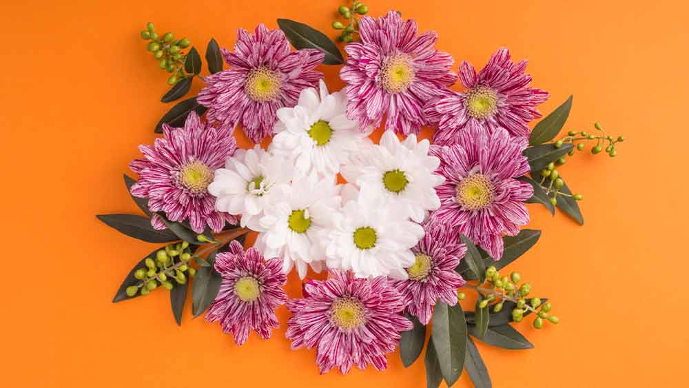 Choosing the Right Chrysanthemum Arrangement