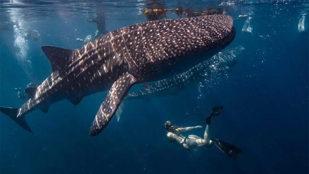 Maui vs Kauai Wildlife