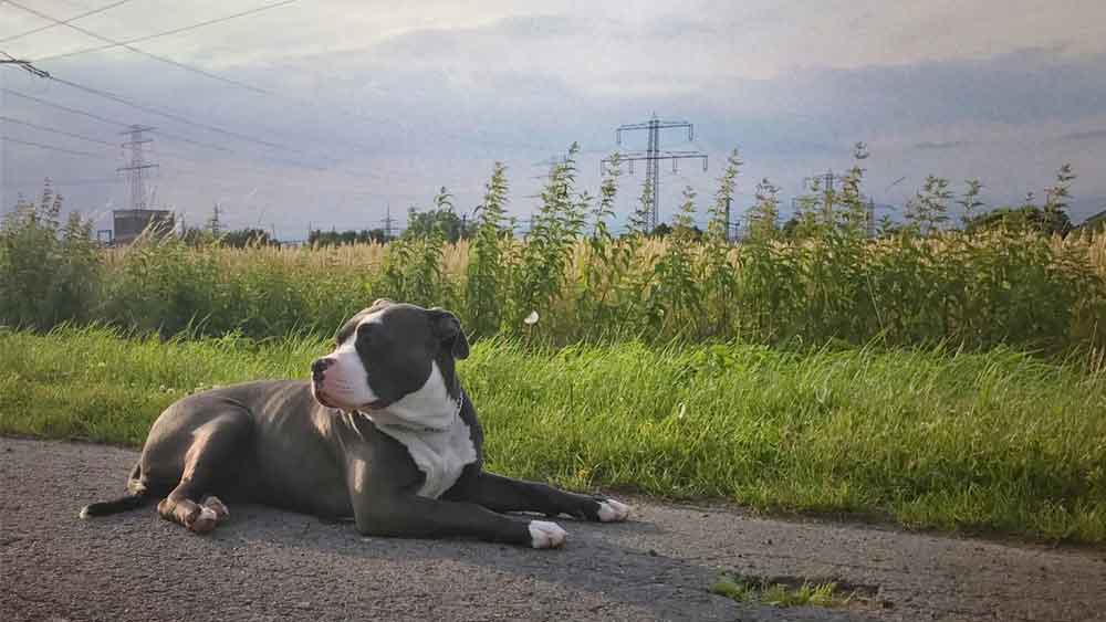 What Is an American Bully