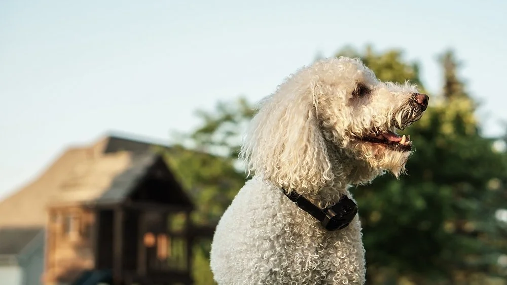 Bark Collar for Large Dogs