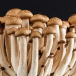 Microdosing for Beginners