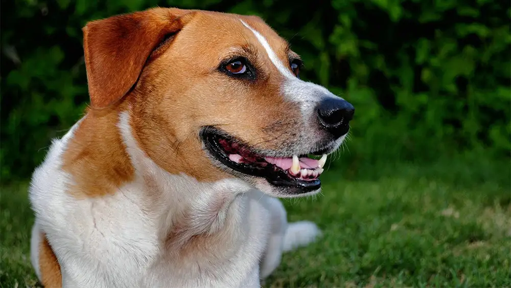 Can CBD oil help dogs with anxiety