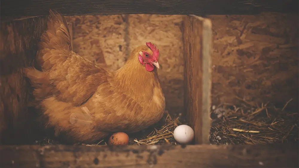 Crossbreeding for Egg and Meat Production