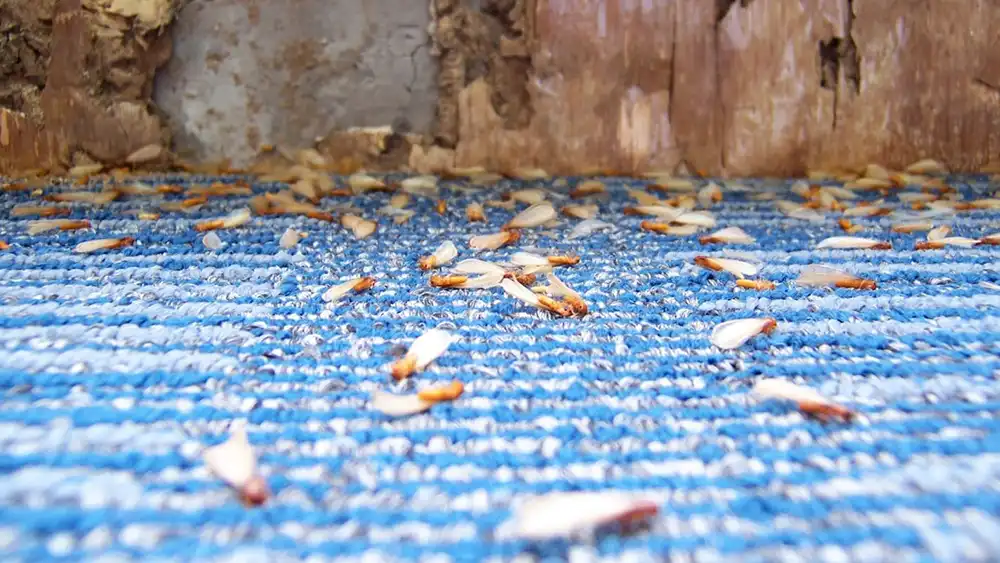 how to identify pests causing roof damage