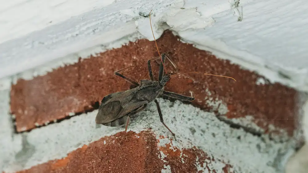 Continuous Pest Sightings