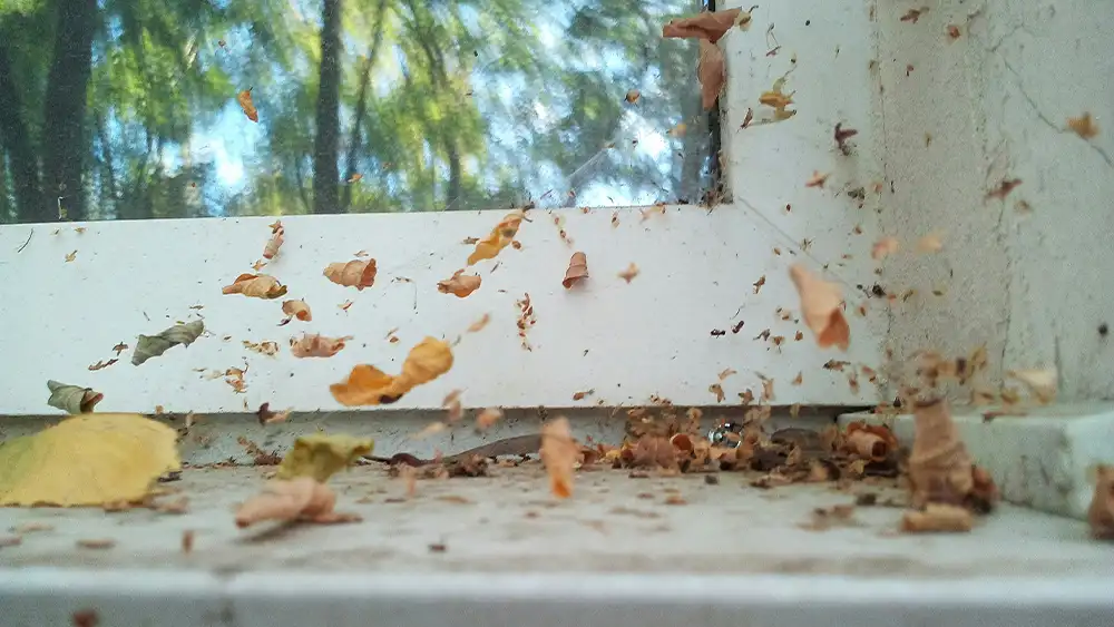 signs of pest infestation