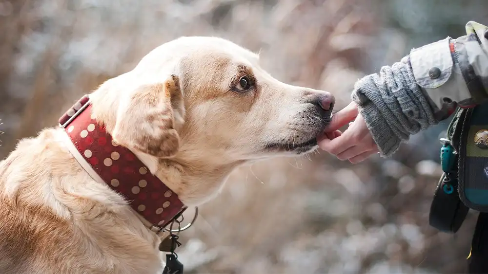 how to be a responsible dog owner