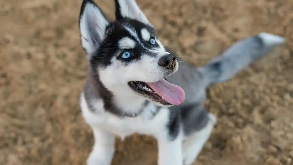 Choosing the Right Dog Breed