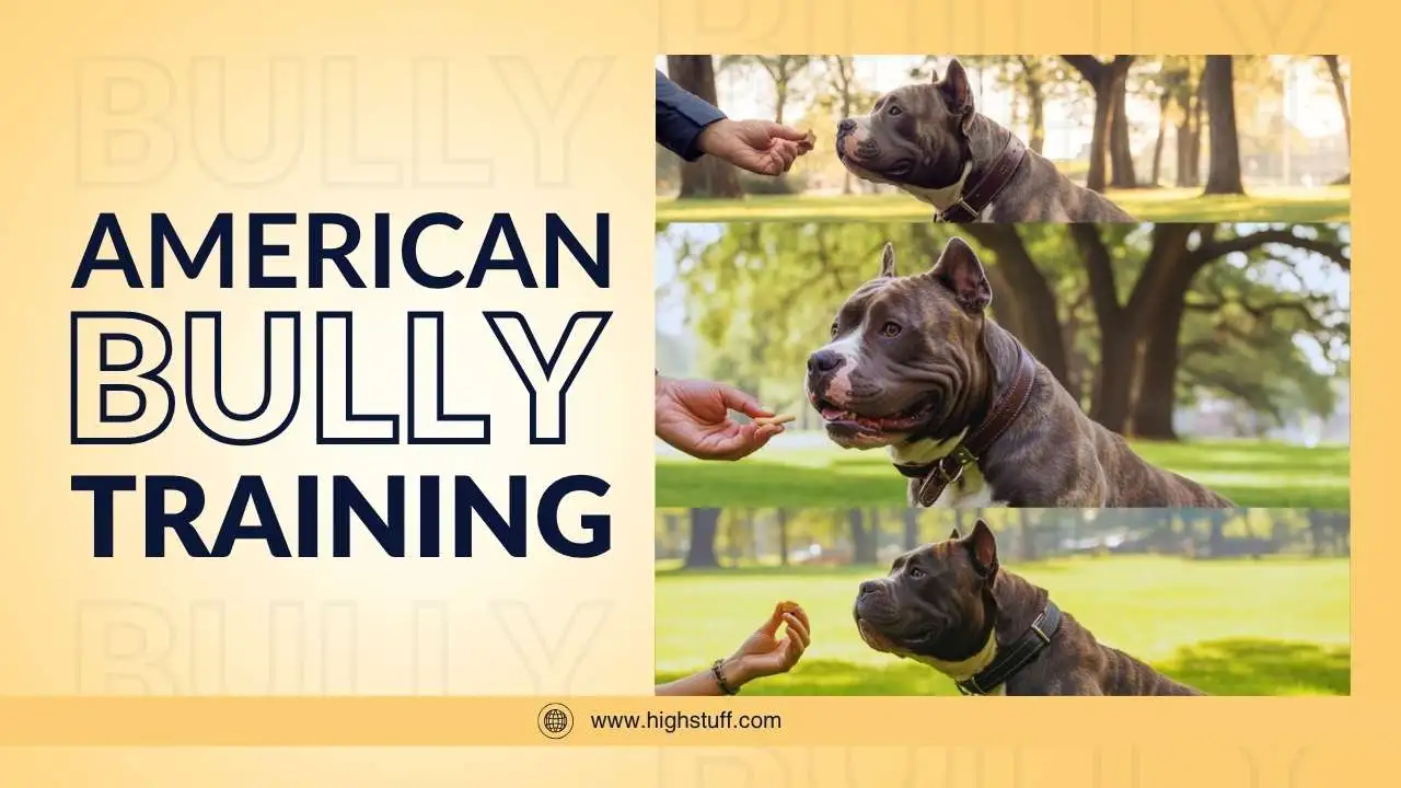 how to train an American bully dog