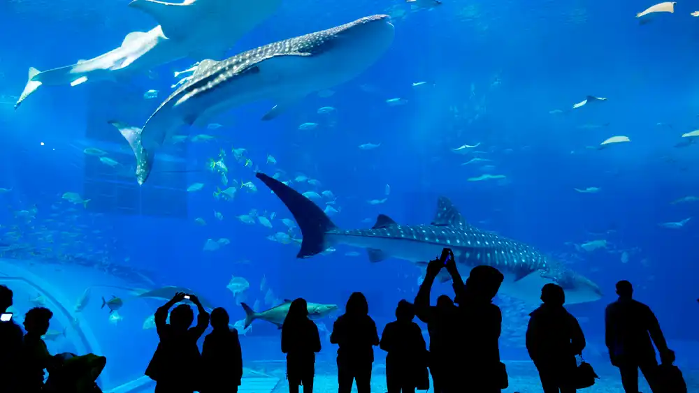 Aquariums